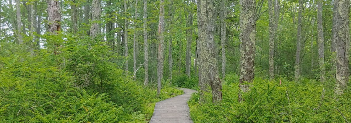 Maine Woods with boardwalk