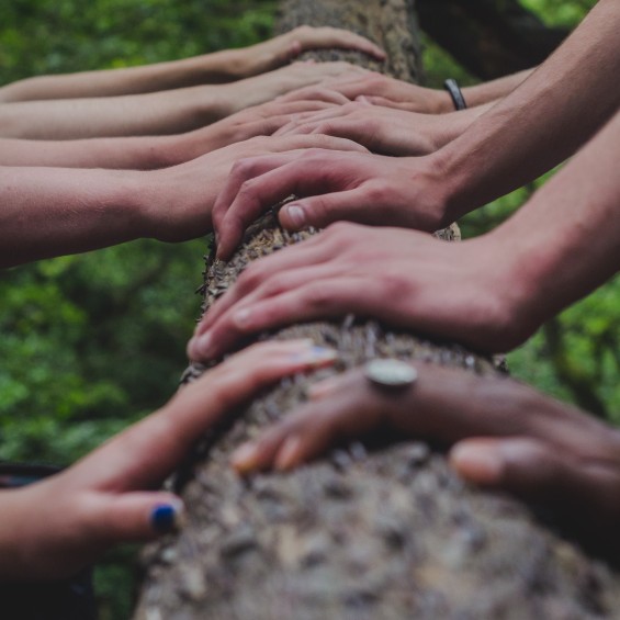 Hands of different individuals on a tree trunk