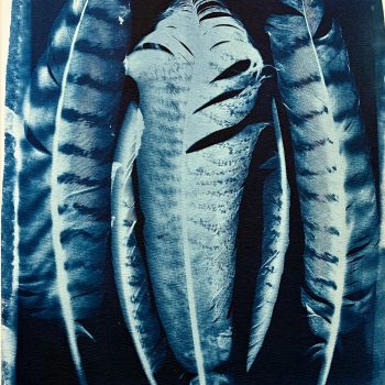An image of white feathers on a blue ground