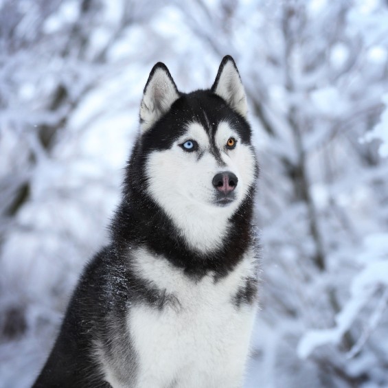 Black and white husky with one blue and and one gold eye sitting outside in snowy woods.