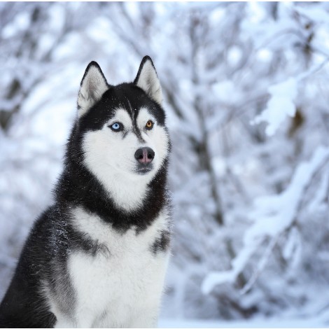 USM Husky in snow with one blue and one brown eye