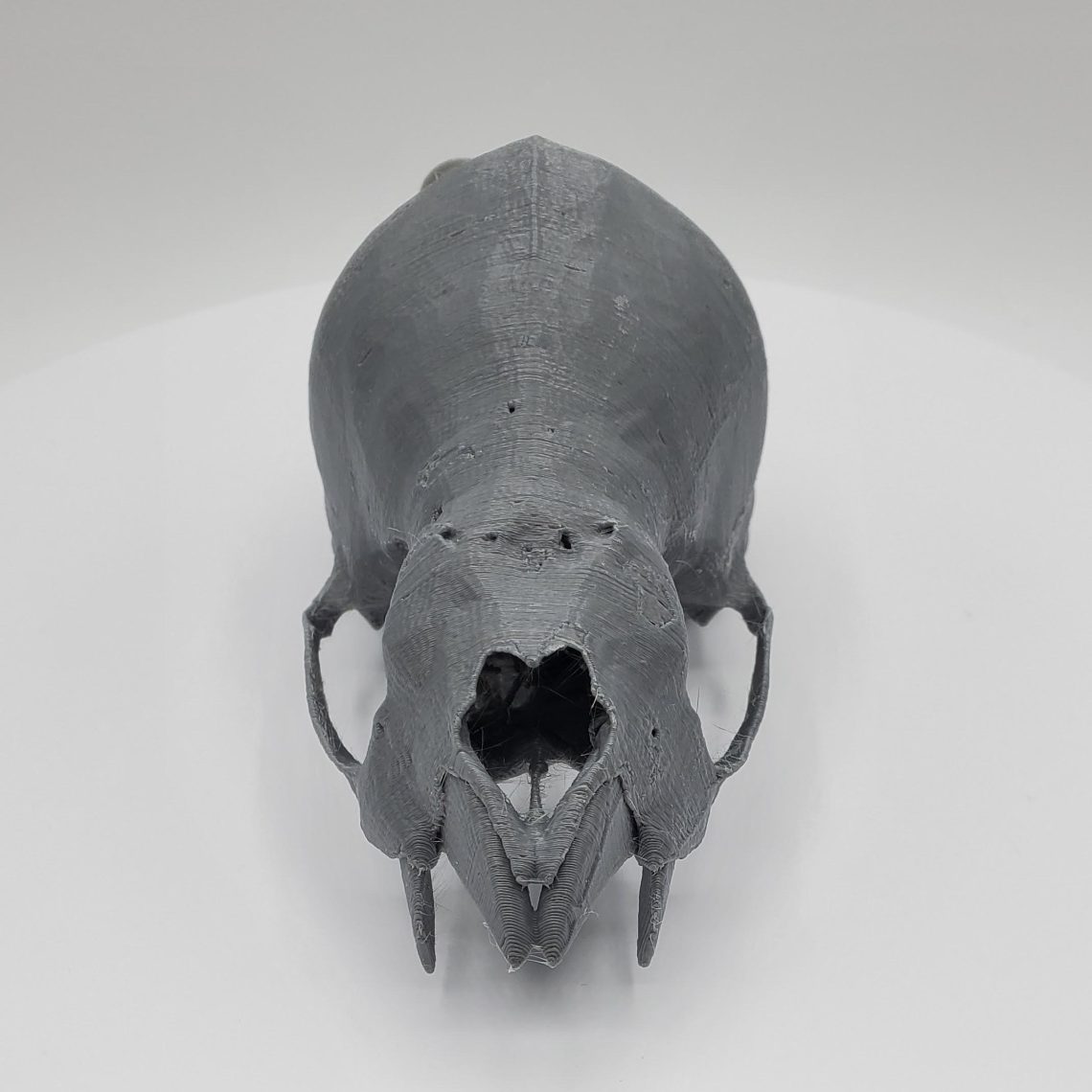 3D printed Vampire Bat Skull