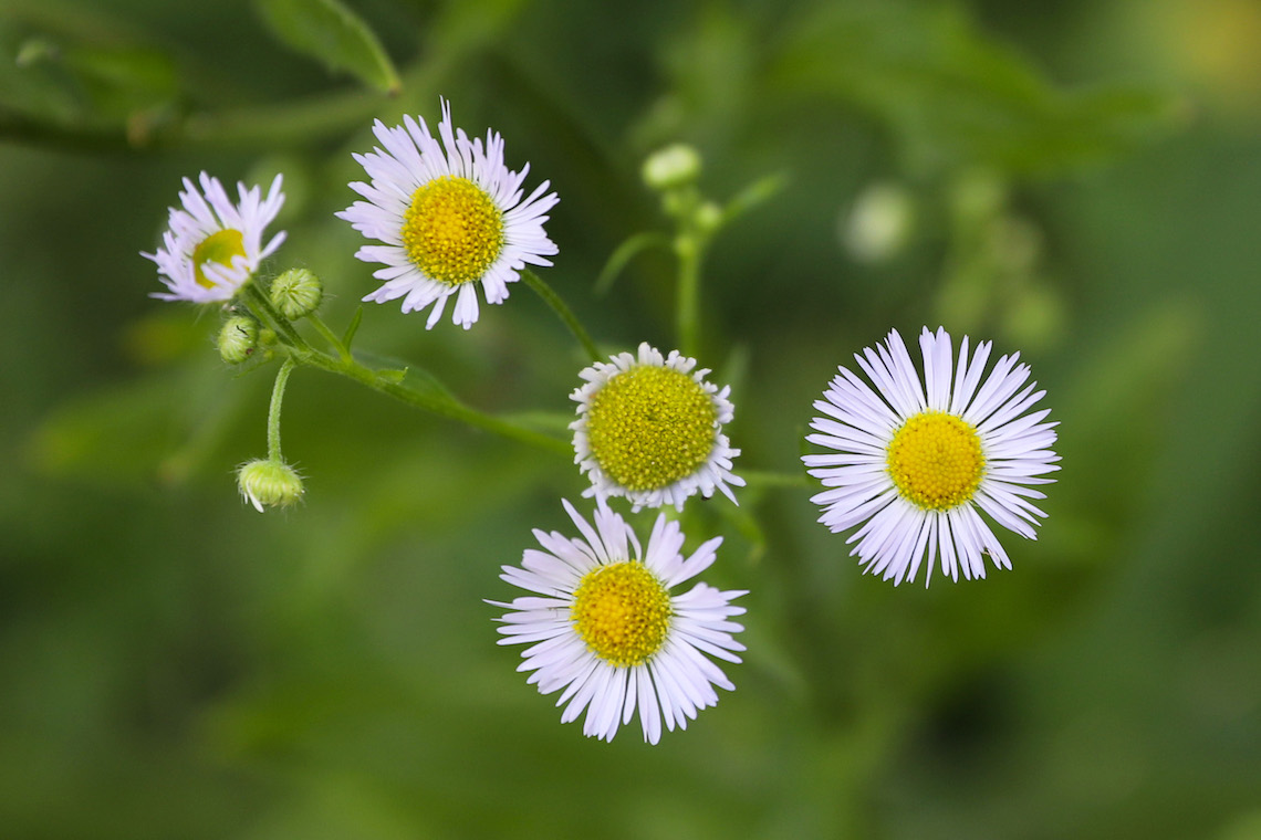 Daisy fleabane is one of about 20 native plant species found the pollinator garden in Portland.