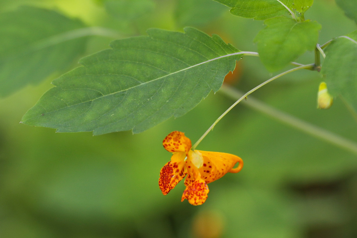 Orange jewelweed can be found in the pollinator garden in Portland.