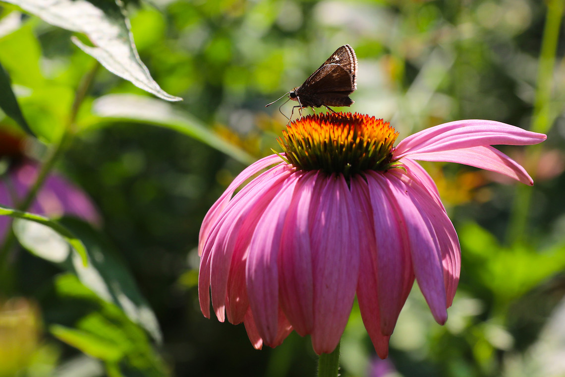 A purple coneflower attracts pollinators to the garden outside Luther Bonney Hall in Portland.