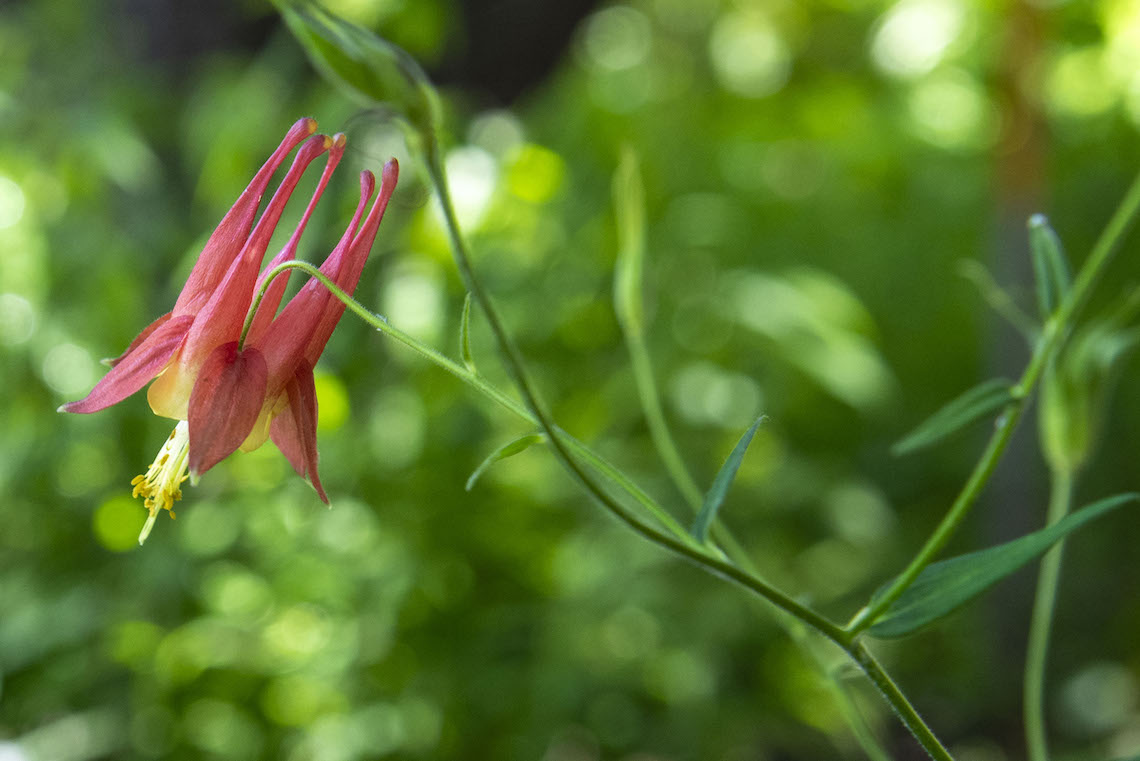 A red columbine adds color to the pollinator garden in Portland.