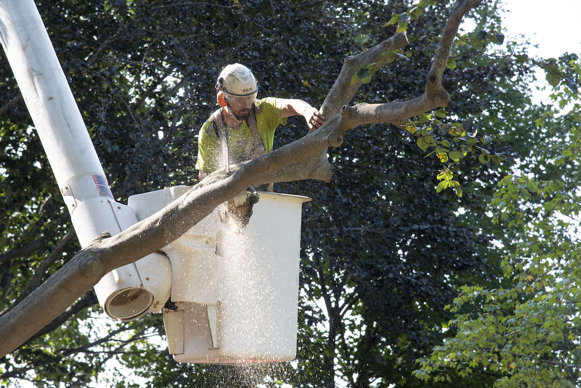 In order to bring down the damaged beech tree in front of Luther Bonney Hall, workers with Bartlett Tree Experts began by trimming the branches before cutting the central trunk.