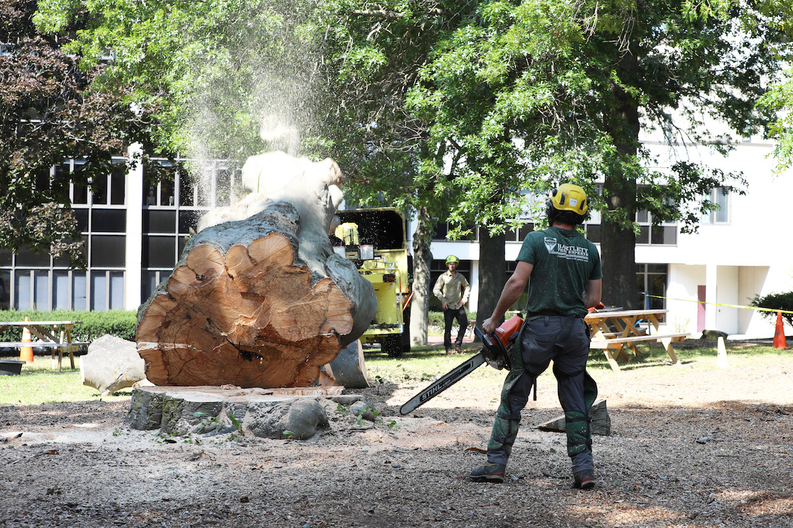 Ian Fitzcharles from Bartlett Tree Experts made the final cut took down the damaged beech tree in front of Luther Bonney Hall.