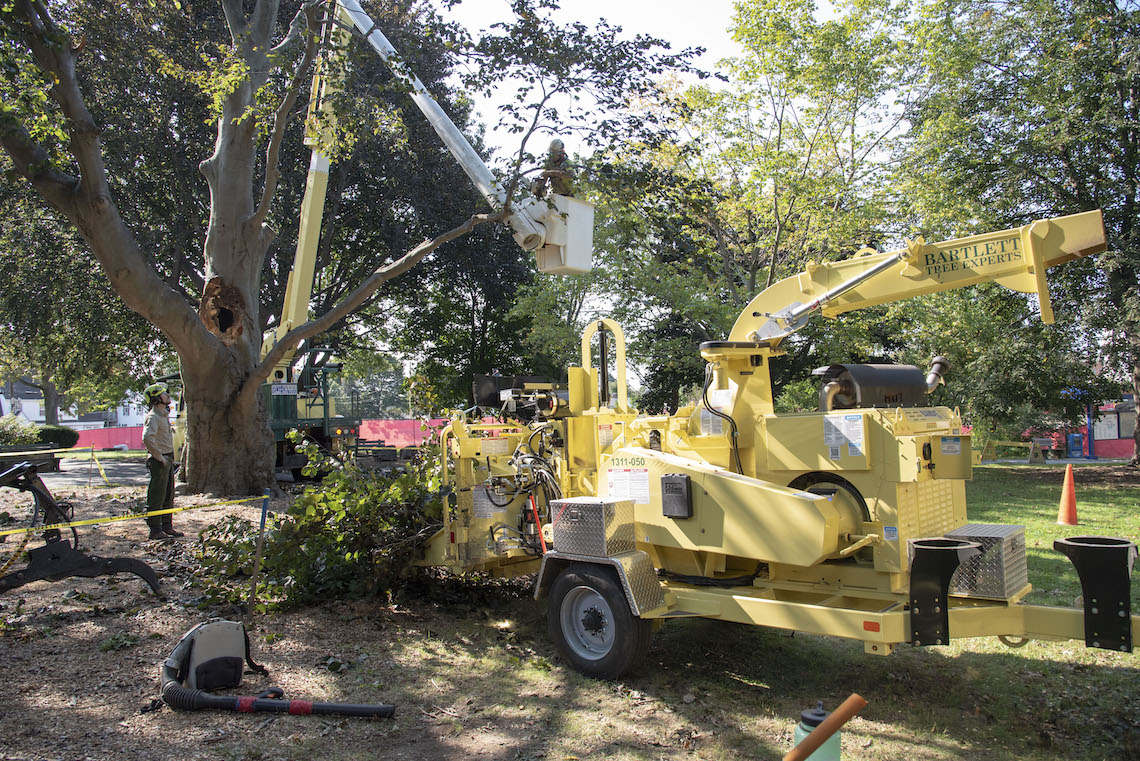 While one worker cut the branches from a damaged beech tree in front of Luther Bonney Hall, another worker fed the trimmings into a wood chipper.