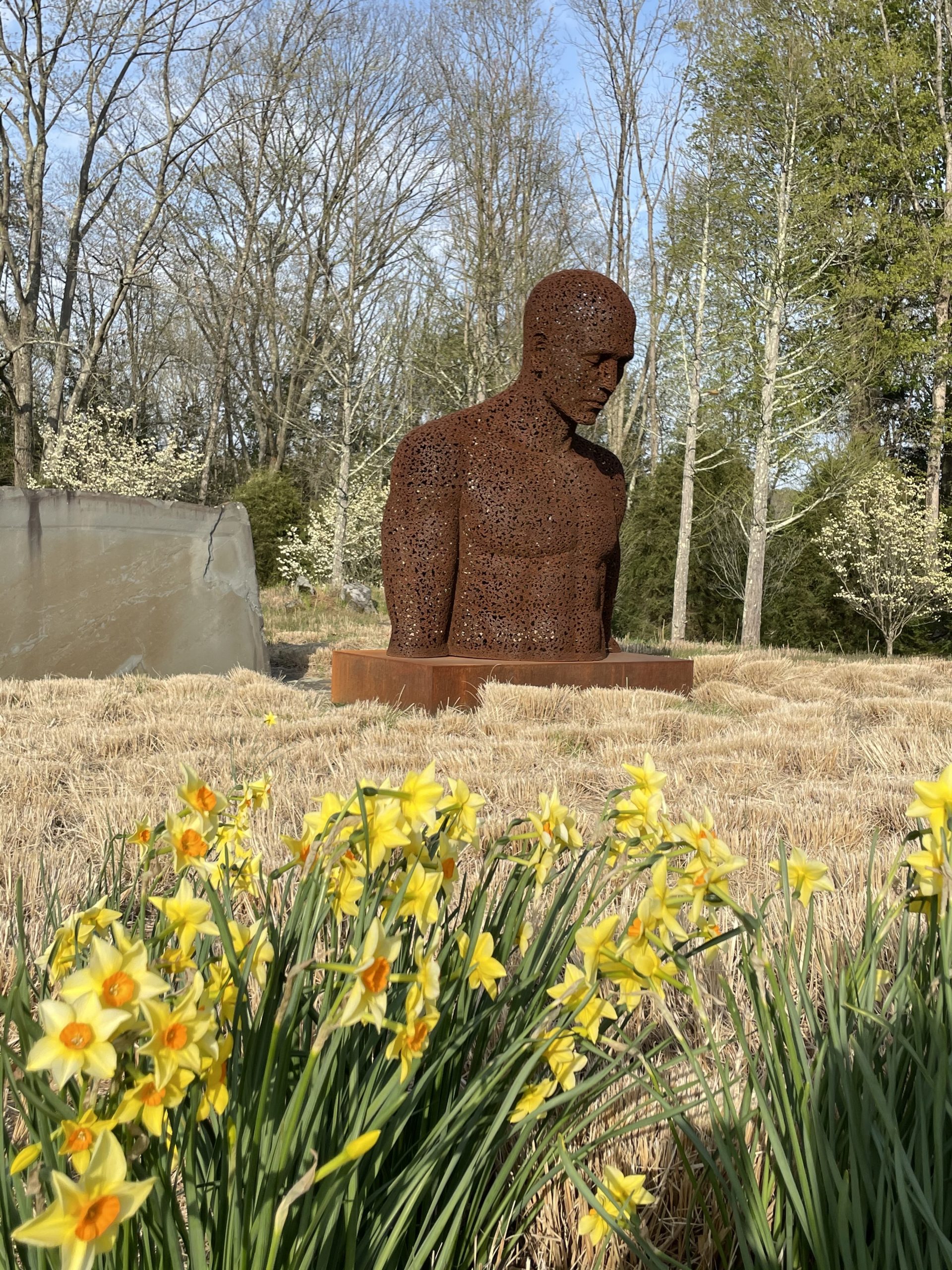 large sculpture of torso in field with daffodils in foreground