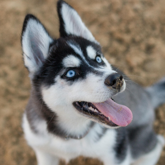 Smiling husky puppy