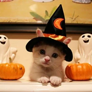 White and orange kitten wearing a Halloween witch hat next to two ghosts and pumpkins