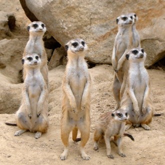 Six meerkats standing up, looking at something in the distance