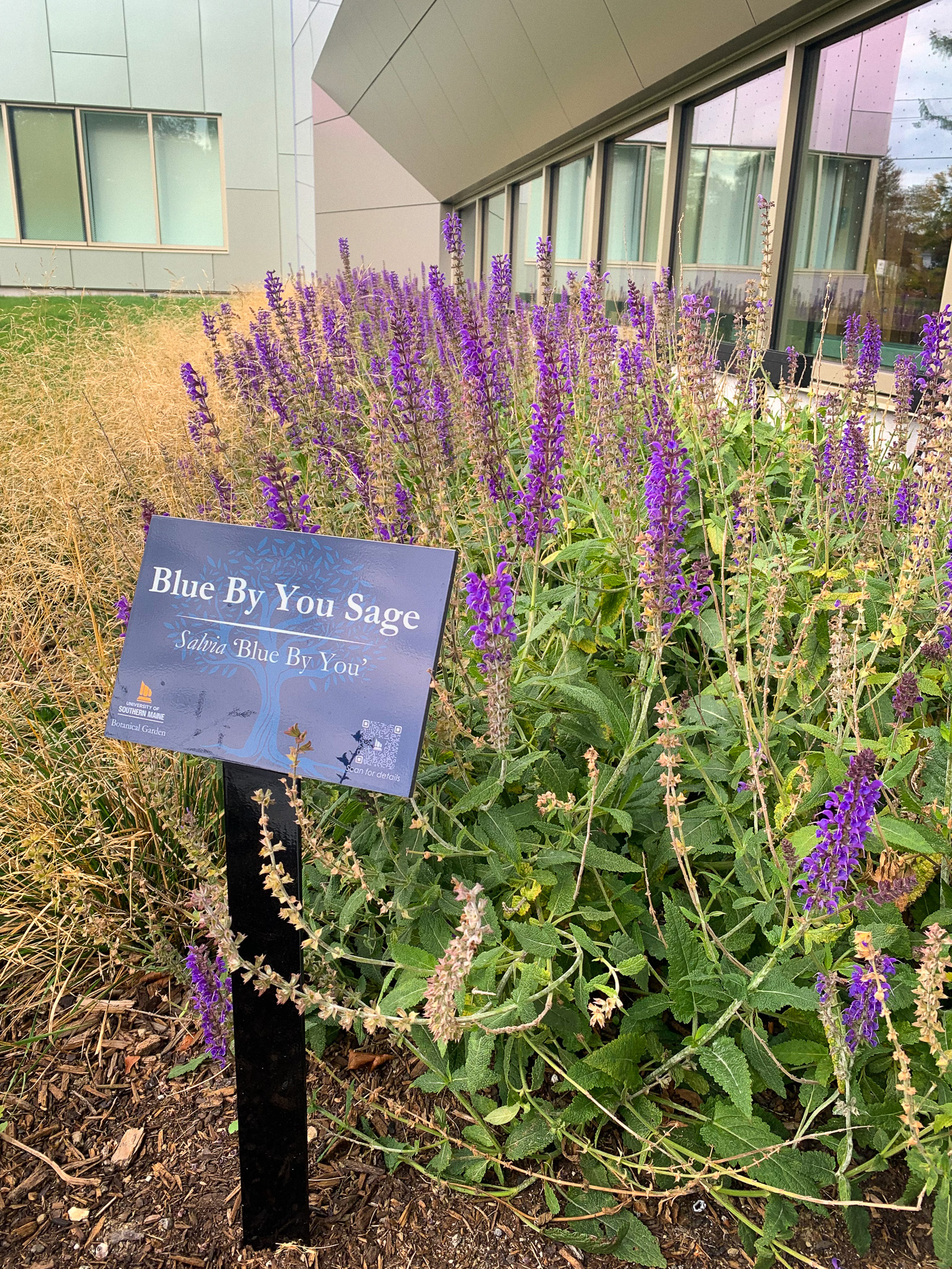 Blue By You sage growing outside the Crewe Center for the Arts, part of the building’s native, low-water landscaping.