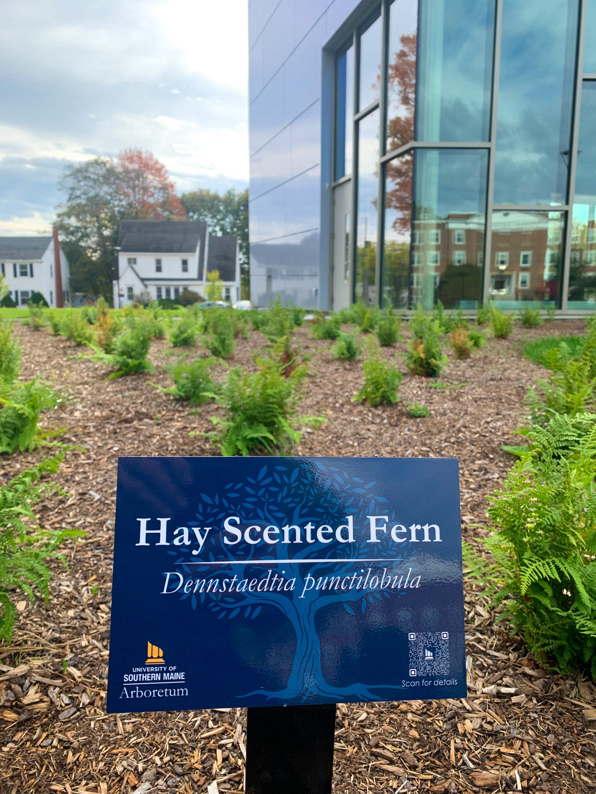 Sign identifying hay-scented fern in native landscaping outside the Crewe Center for the Arts.