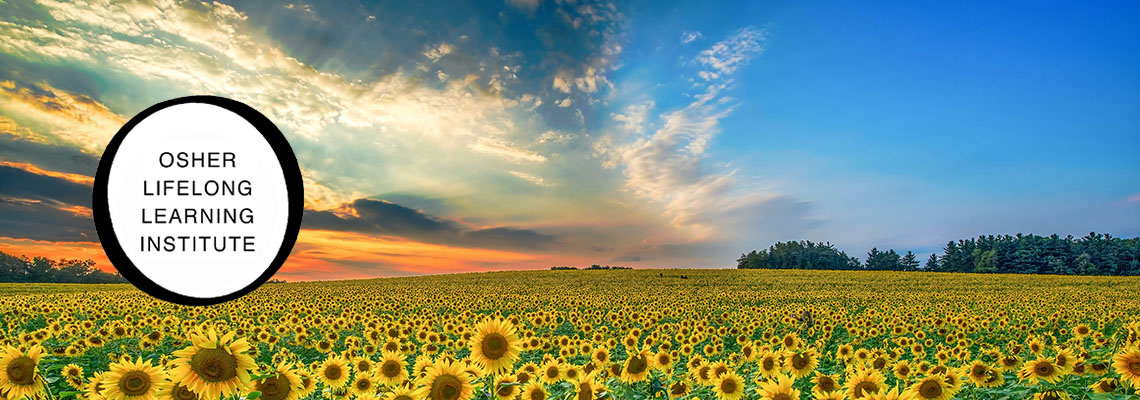 Photo showing sunset over a field of sunflowers