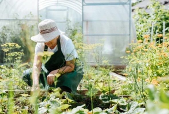 A woman in a large-brimmed hat crouched at a garden bed