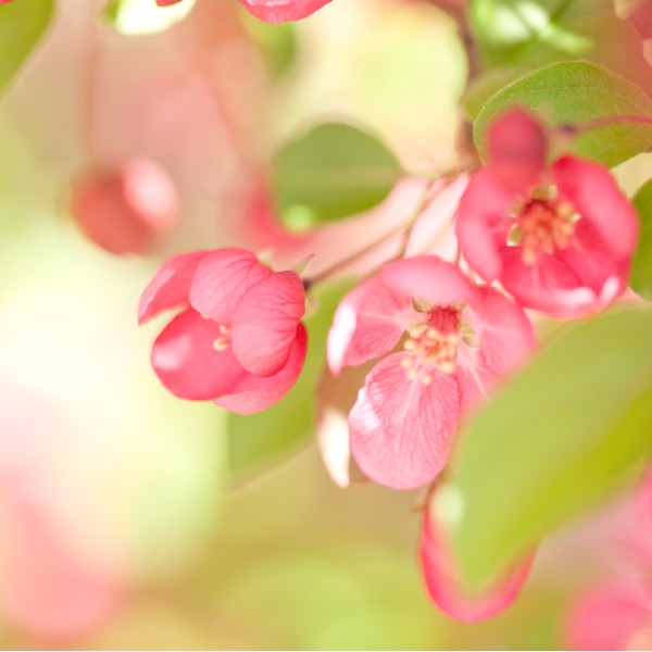 Pink flower blossoms on a green background