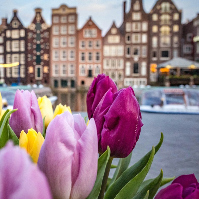 A closeup of a row of tulips with a canal and rowhouses in the background.