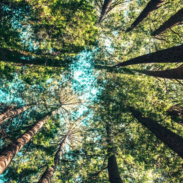 Looking up through log pole pines with a blue sky above