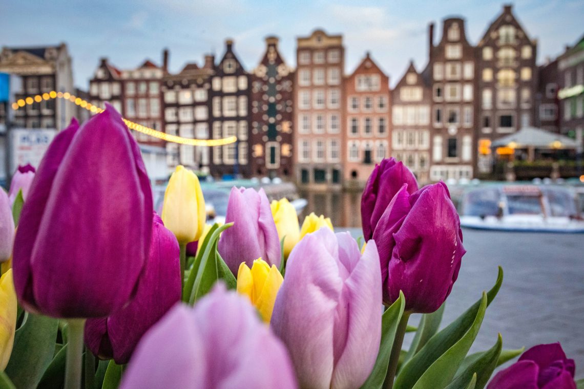 A closeup of a row of tulips with a canal and townhouses in the background.