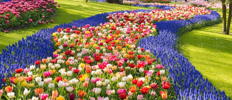 Rows of colorful tulips wind across a green lawn.