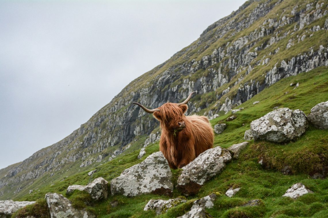 A Highland Coo stands on a rocky hillside.