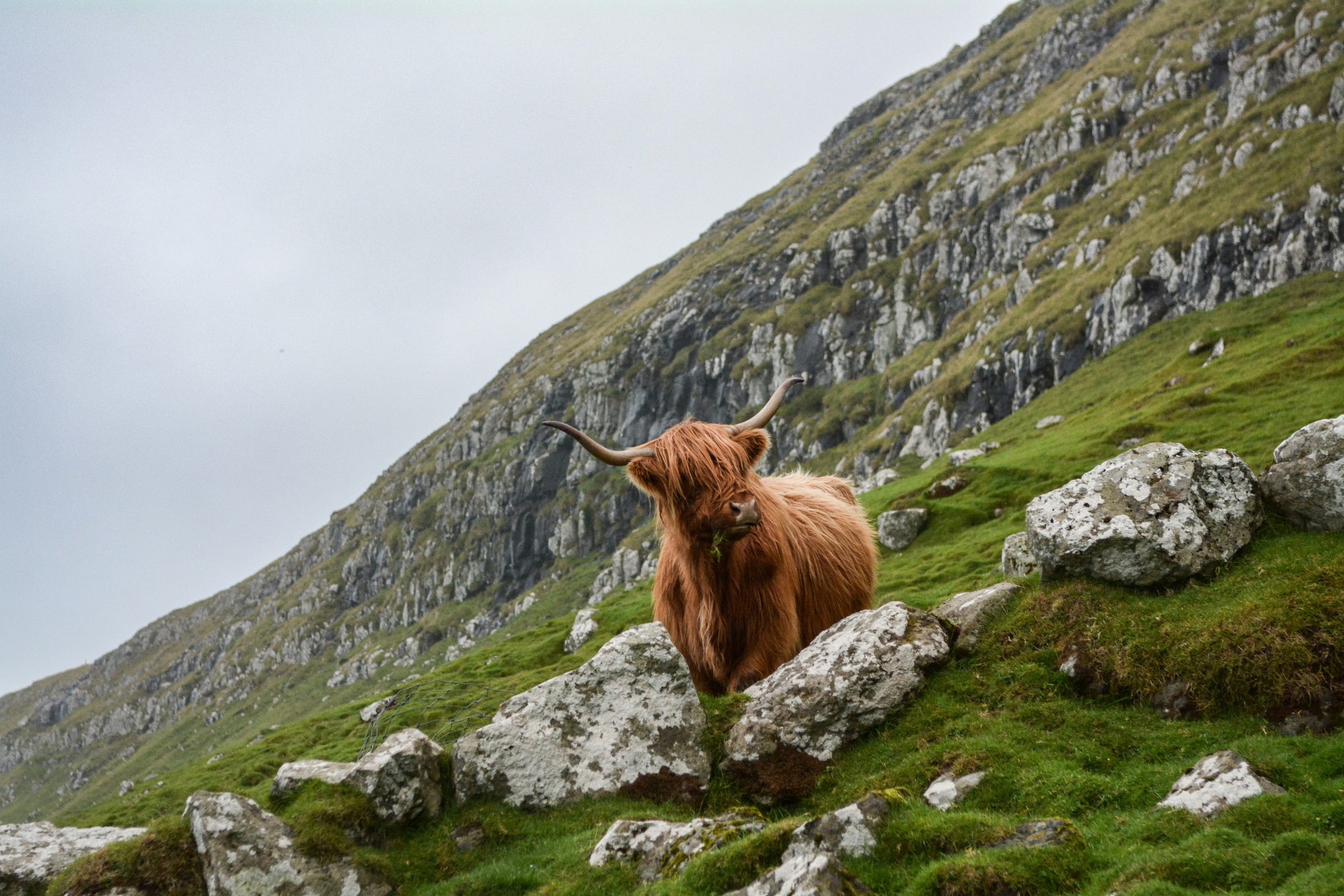 A Highland Coo stands on a rocky hillside.