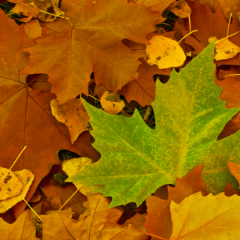 a photo of a green leaf among bown fall leaves