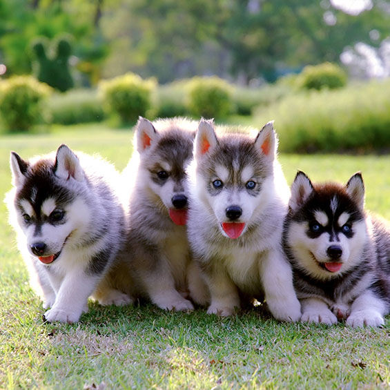 Four husky puppies are cuddled together outside in a grassy area. Bushes and trees are visible in the background.