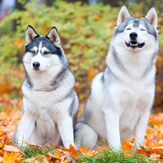 Two Huskies playing in leaves