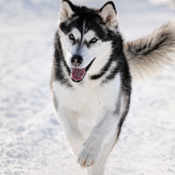 Close-up of a husky running in a snowfield.