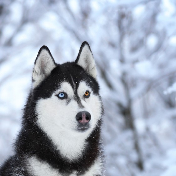 An out of focus winter background with a white and black husky with heterochromia (one blue eye and one golden eye) looking past the camera.