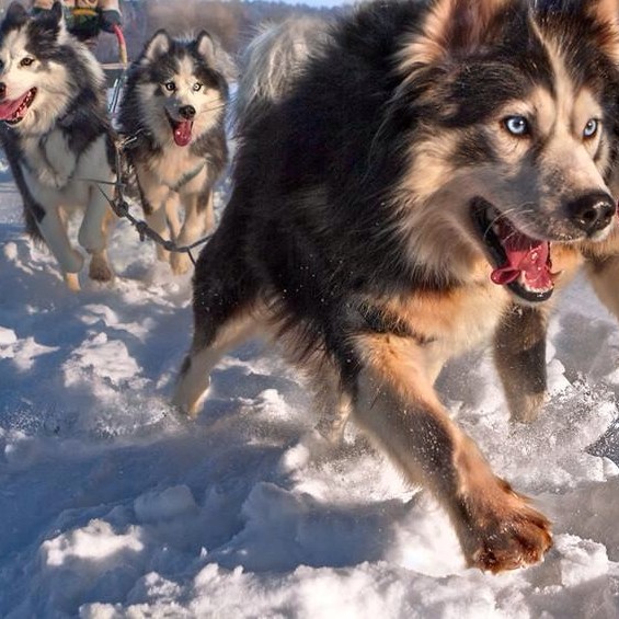 A black and brown husky with blue eyes runs through the snow, followed by other running huskies.