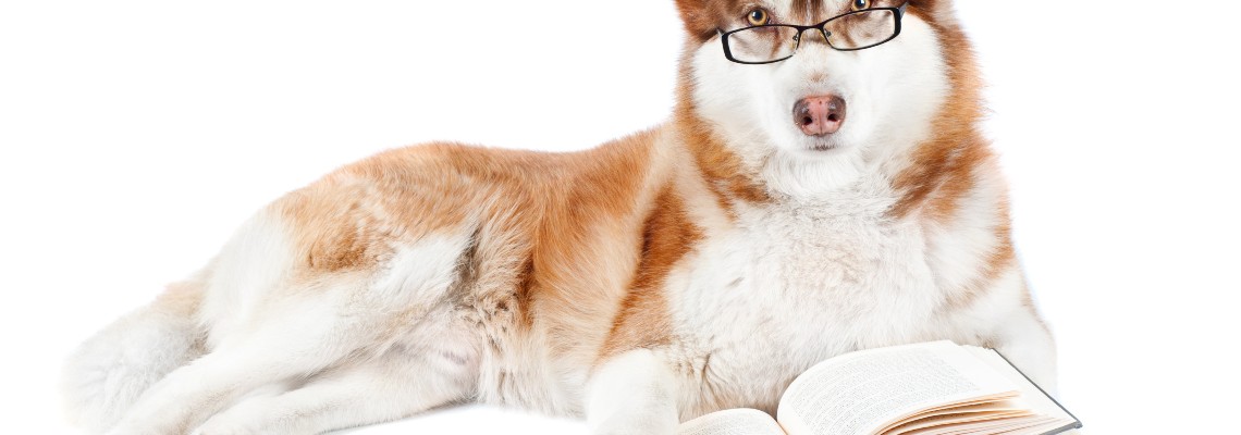 A white and red husky with glasses and golden eyes looks over an open book.