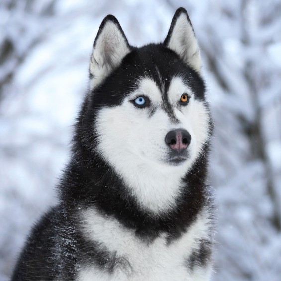 A black and white Husky dog sits in a winter scene and attentively looks past the camera. The Husky has heterochromia (one blue eye, one golden eye).