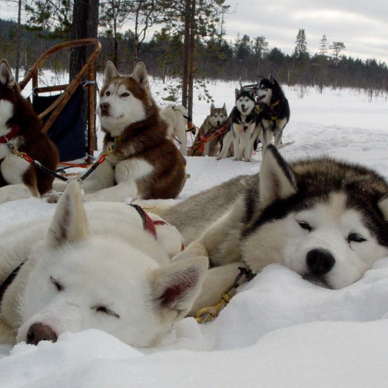 Two huskies snooze in the snow. A group of huskies behind look at the camera.