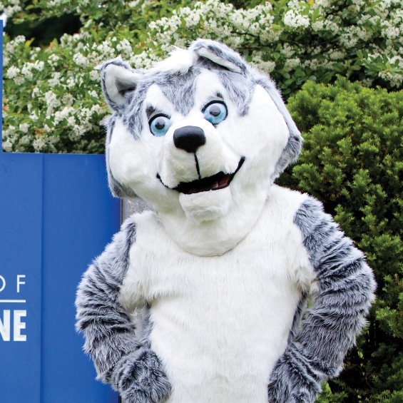 A person in a husky mascot suit looks at the camera with their hands on their hips. The husky suit is clearly not a real husky.