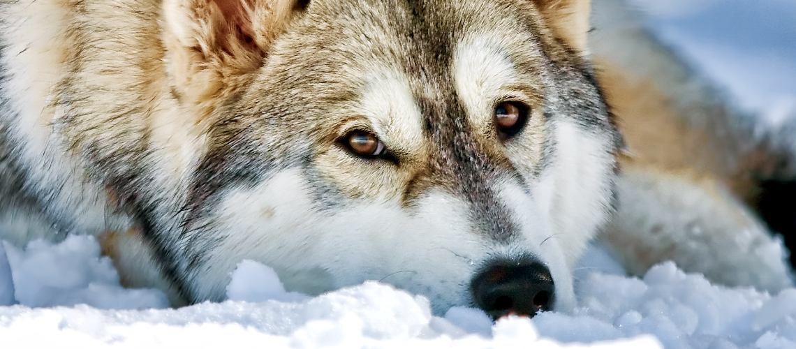 A brown and grey husky with gold eyes lays in the snow.