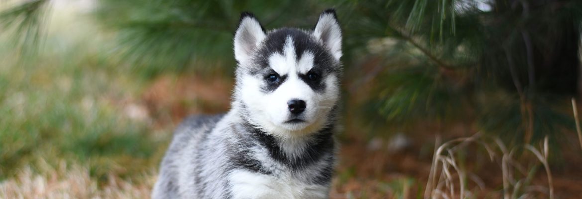 Husky Puppy in the woods