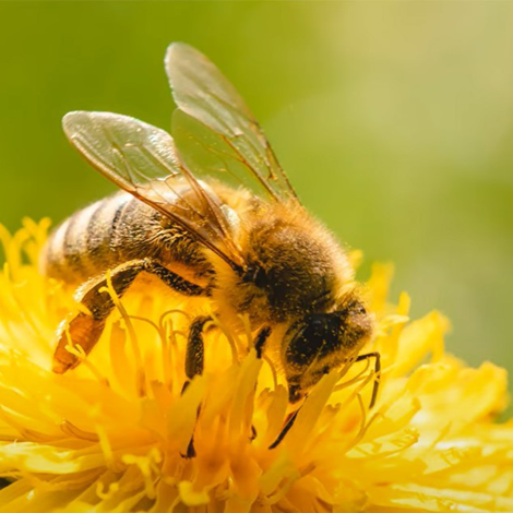 Bee on a flower, from "What is Honey?" MSFC film submission