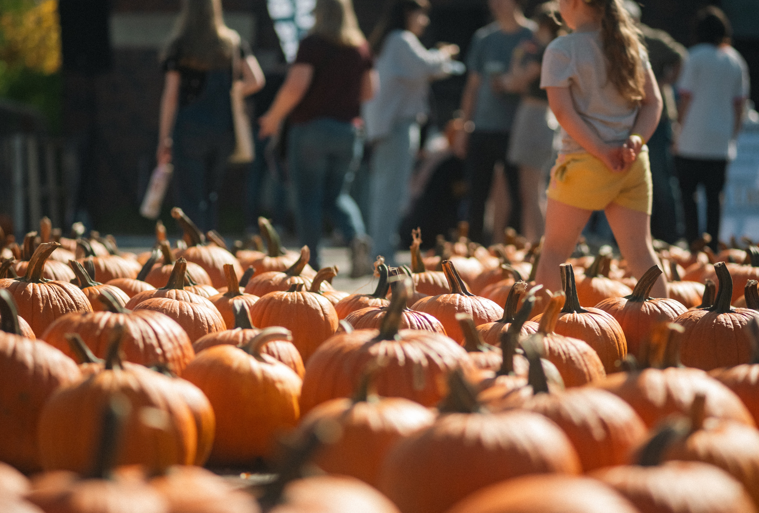 pumpkins in the spirit at Homecoming and Family Weekend