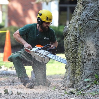 In order to bring down a damaged beech tree in front of Luther Bonney Hall, Ian Fitzcharles of Bartlett Tree Experts cut through five feet of wood at the base of the trunk.