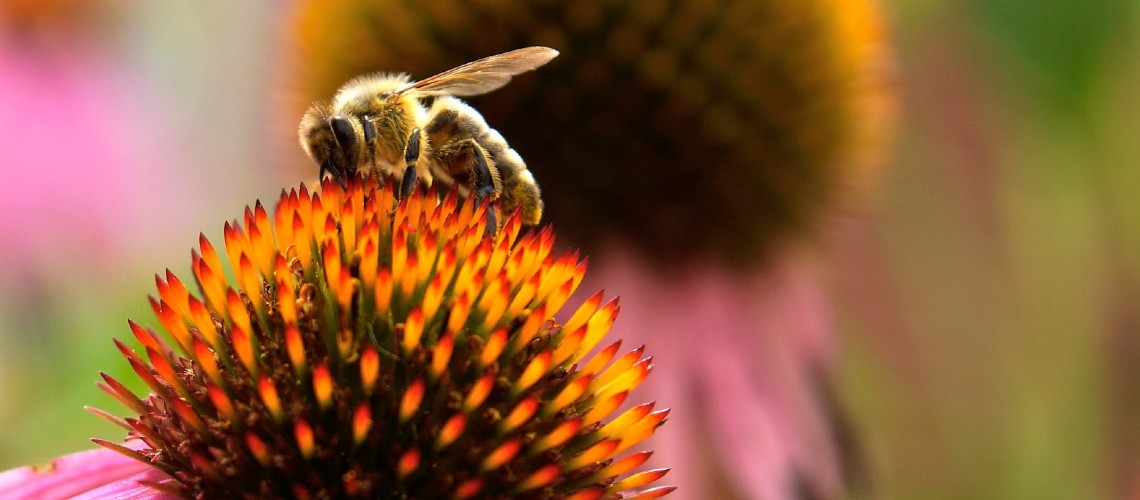 Bee eating pollen from a purple coneflower