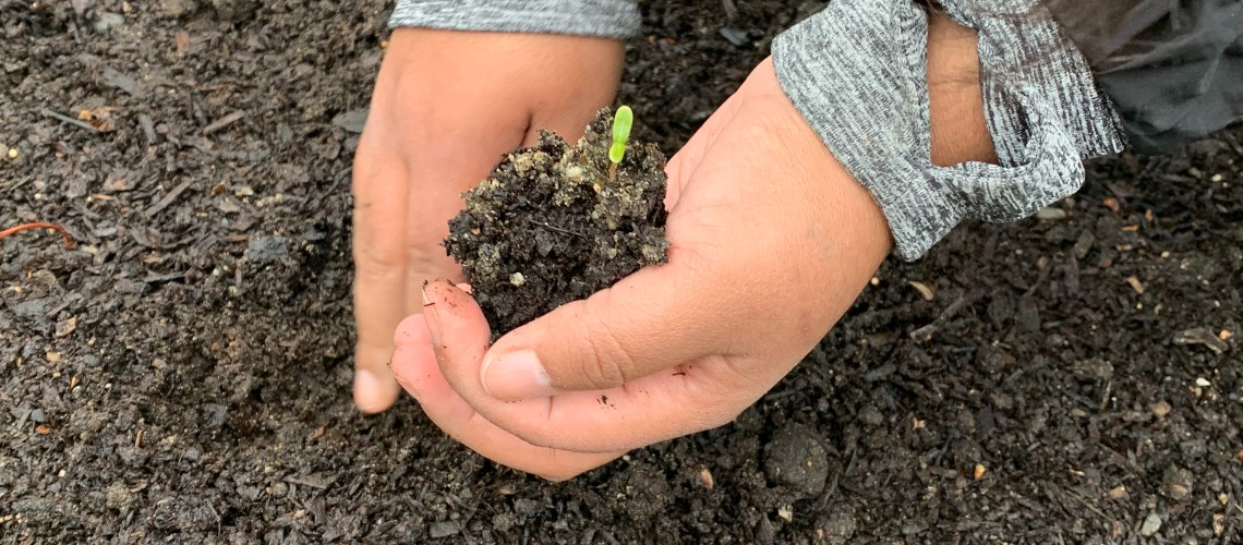 Student hands gently clasping a small seedling to be planted.