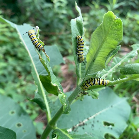 Monarch caterpillars eating milkweed.