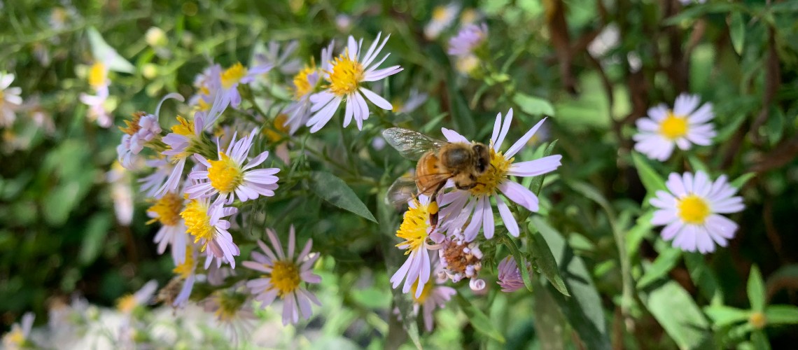 A bee drinking nectar from a native aster flower.