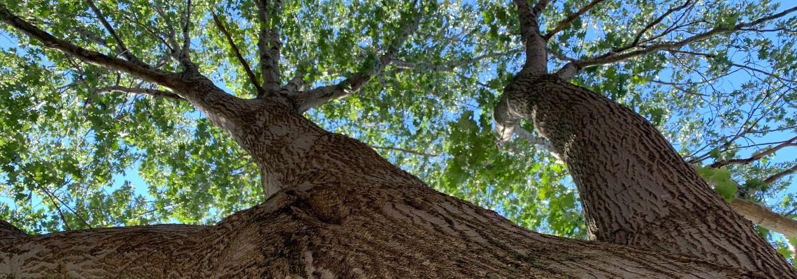 The trunk and leaf canopy of an enormous red oak, viewed from the bottom.