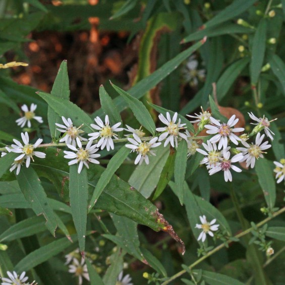 Photo of Calico Aster leaves and flowers. This image was originally posted to Flickr by andrey_zharkikh at https://flickr.com/photos/33497841@N02/15366184652., CC BY 2.0 , via Wikimedia Commons