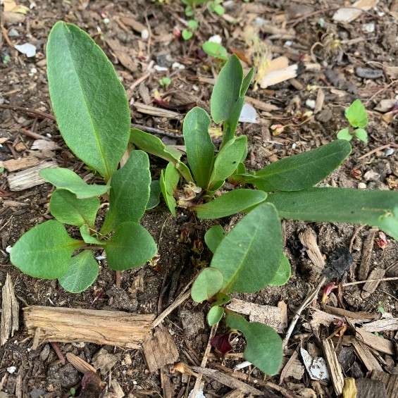 Leaves of the Eastern Shooting Star plant.